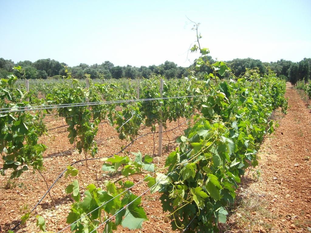 Masseria Nuova 프란카빌라 폰타나 외부 사진