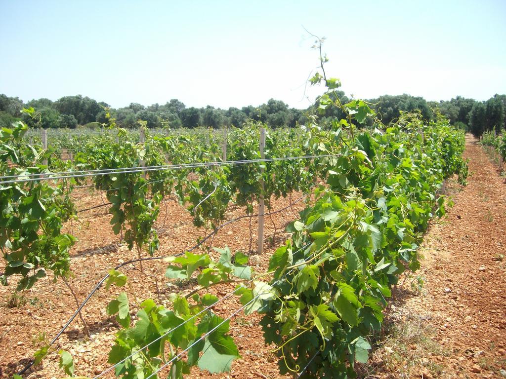 San Marzano di San Giuseppe Masseria Nuova 게스트하우스 외부 사진