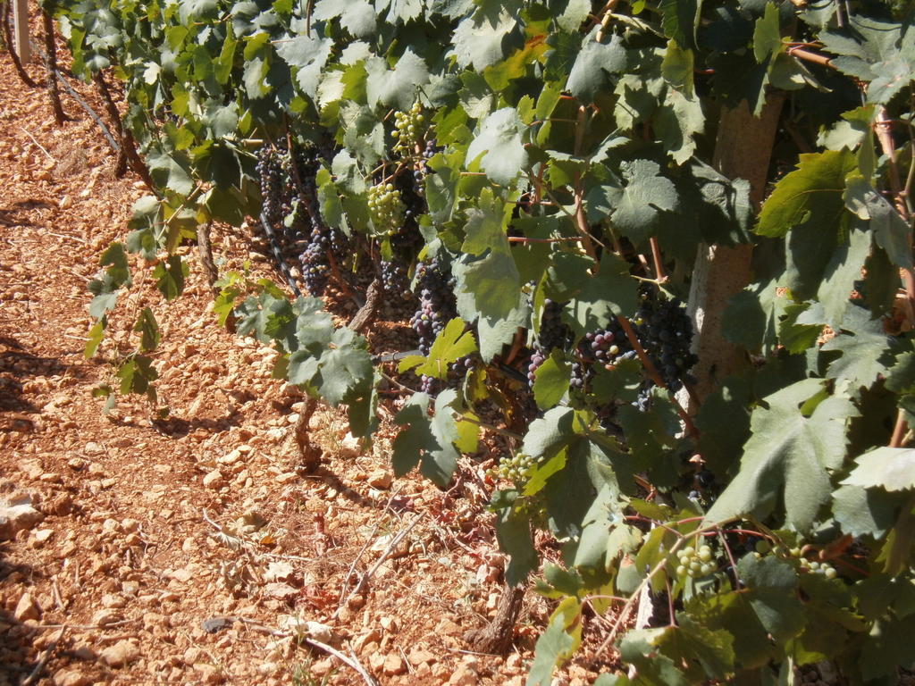 San Marzano di San Giuseppe Masseria Nuova 게스트하우스 외부 사진