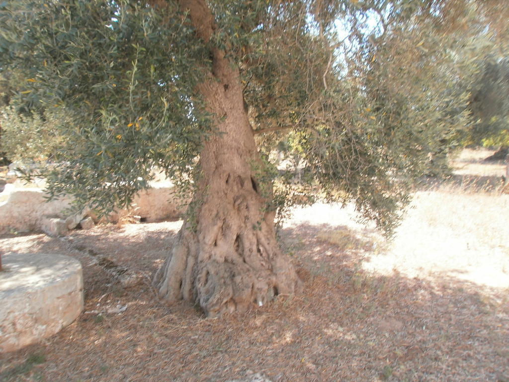 San Marzano di San Giuseppe Masseria Nuova 게스트하우스 외부 사진