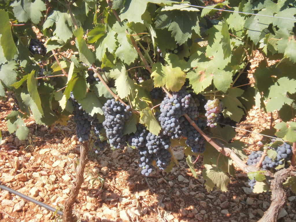 San Marzano di San Giuseppe Masseria Nuova 게스트하우스 외부 사진