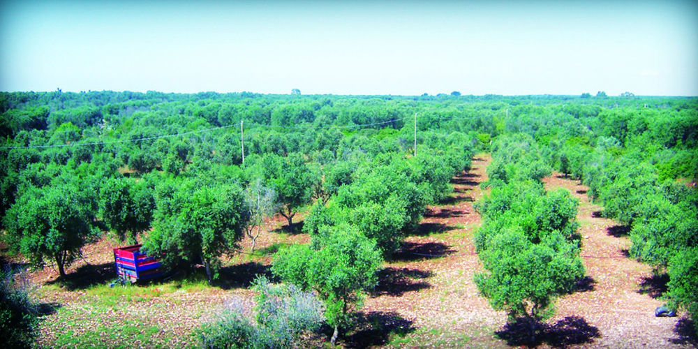 San Marzano di San Giuseppe Masseria Nuova 게스트하우스 외부 사진