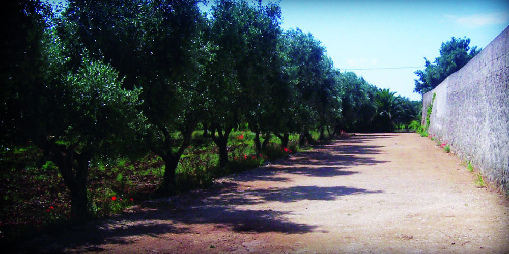 San Marzano di San Giuseppe Masseria Nuova 게스트하우스 외부 사진